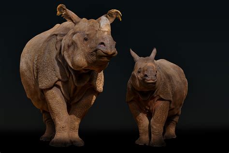 Animals Wild Rhino Free Photo On Pixabay Pixabay
