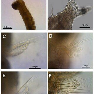 Magelona cf. falcifera A. Anterior end (ventro-lateral view). B ...