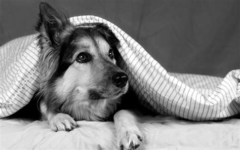 Dog Dogs Wallpaper 33308301 Fanpop