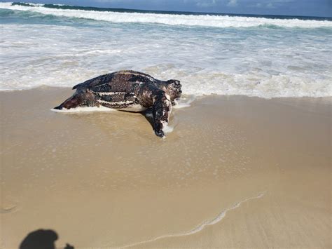 Tartaruga Gigante Encontrada Morta Na Praia Da Barra Da Tijuca Mh Geral