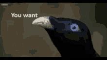 You Want Some Fuck GIFs Tenor