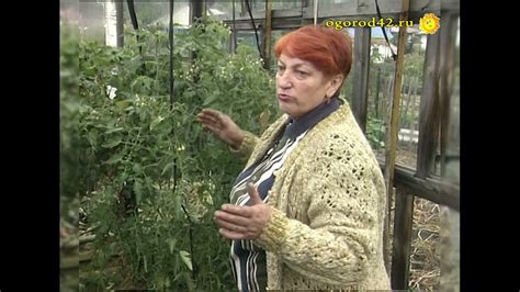 Оценка огородницей томата Желтая вишня черри - YouTube