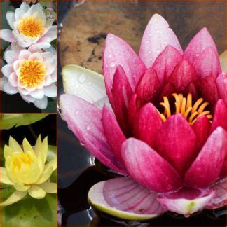 Кубышка желтая для пруда купить, nuphar lutea PRUDIKI.RU
