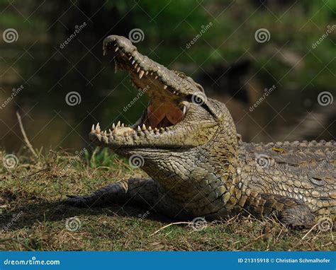 Coccodrillo fotografia stock. Immagine di africa, natura - 21315918