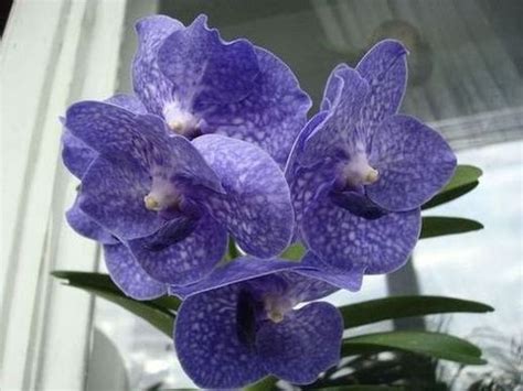 Ванда (Vanda), подкормки - Архив орхидного раздела - Форум на ...