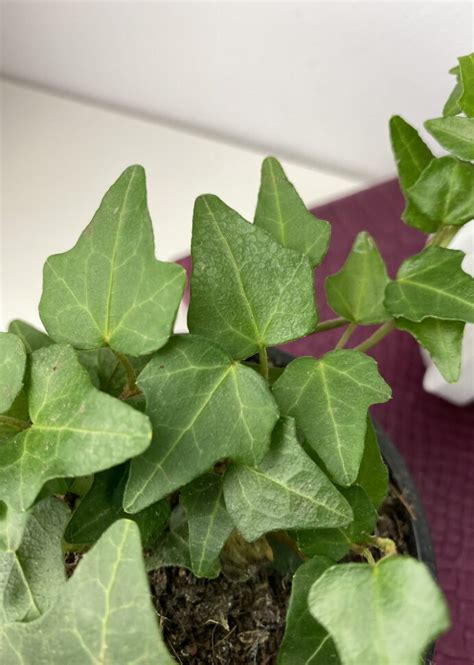 Хедера хеликс Питтсбург ⌀9 15 см купить в Москве с доставкой | Магазин ...