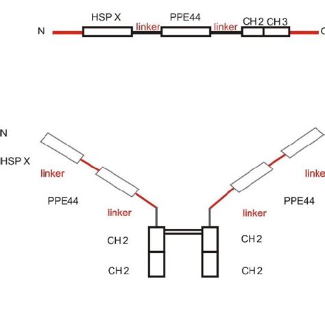 Th1 Inf γ Tnf α And Il 4 Responses A The Cytokine Profile Of