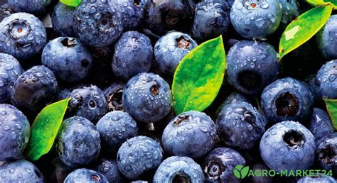 Подкисление почвы для голубики - Agro-Market24