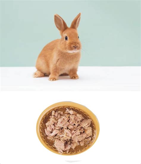 What Happens If a Rabbit Eats Cat Food - 2025 Petsical