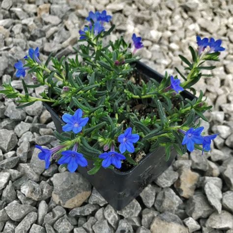 Lithodora diffusa 'Heavenly Blue' (4" Pot) | Little Prince To Go