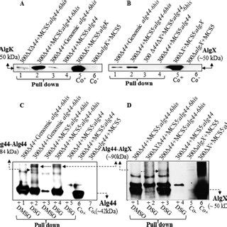 (PDF) Alginate Polymerization and Modification Are Linked in Pseudomonas aeruginosa