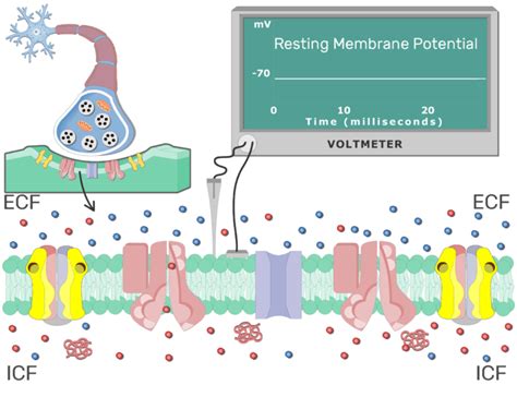 Postsynaptic Neuron Resting Membrane Potential Getbodysmart