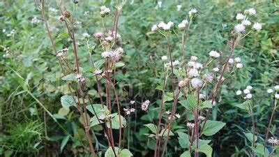 Ageratum Conyzoides Plantas En La Selva Metrajes Vídeo de elegante