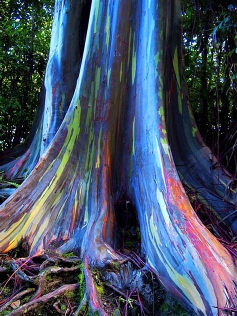 24 best Rainbow trees images on Pinterest | Rainbow eucalyptus tree ...