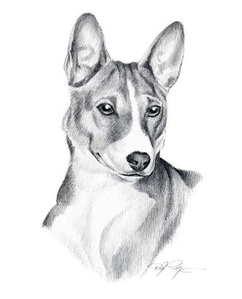 Basenji Dog Art Print Pencil Drawing By Artist Dj Rogers Etsy Dog