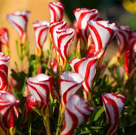 You Can Get Candy Cane Flowers For The Most Festive Garden Around and I