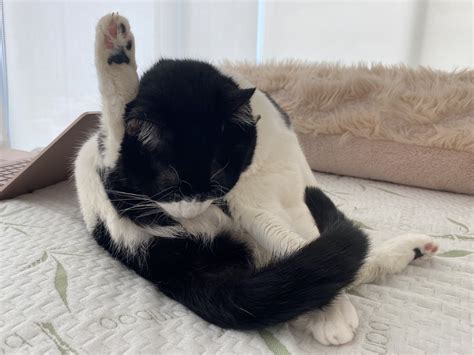 Lick My Ass Blank Template Imgflip