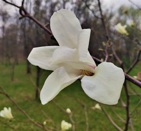 В Киеве зацвели магнолии - УНИАН Фоторепортаж