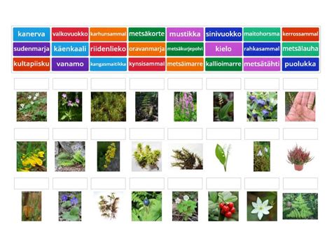 Metsäkasveja sammaleet saniaiset varvut ja heinät Yhdistä parit