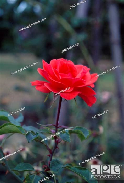 Rose Rosa Memento Rosaceae Stock Photo Picture And Rights Managed