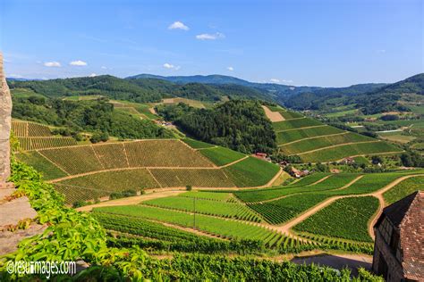 Vineyards - Black Forest, Durbach, Germany | Reisen, Schwarzwaldmädel