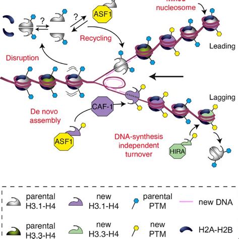 (PDF) Histone modifications and a choice of variant: A language that ...