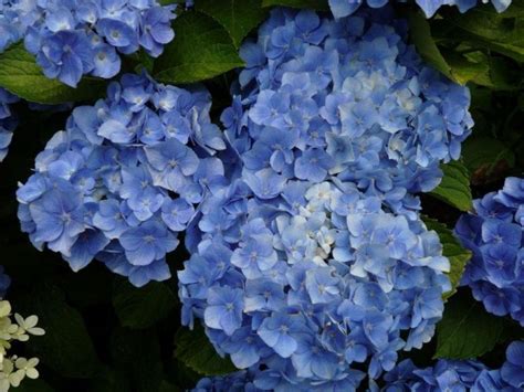Гортензия крупнолистовая Бодензи - купить с доставкой по выгодным ценам ...