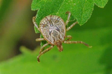 ACARI | Pybio Paraguay Biodiversidad