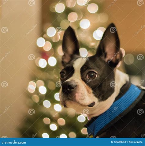 Boston Terrier In Front Of Christmas Tree Stock Image Image Of Boston