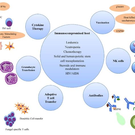 Immune Enhancement Strategies For Invasive Fungal Infections In