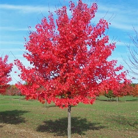 fairview flame maple affordable trees