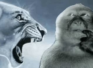 ragebait monkey meme ragebait monkey lion discover share gifs