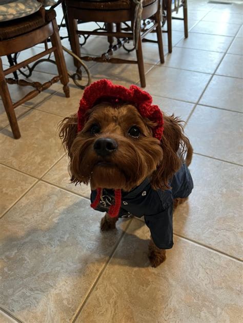 Alfie Absolutely Adorable In His Raincoat Rcavapoo