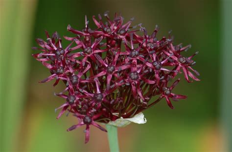 10 Types Of Purple Allium Flowers