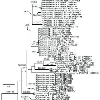 Phylogram Obtained From Maximum Likelihood Ml Analyses Of The Its