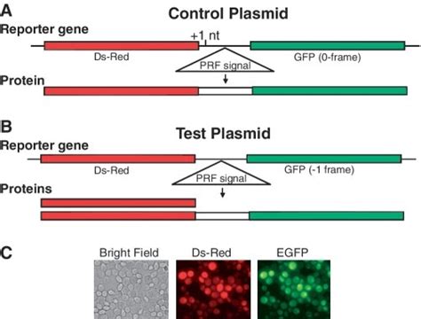 Dual Fluorescence Reporter System A Read Through Control Plasmid Download Scientific Diagram