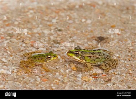 Iberian Marsh Frog (Rana perezi) two juveniles, facing each other in ...