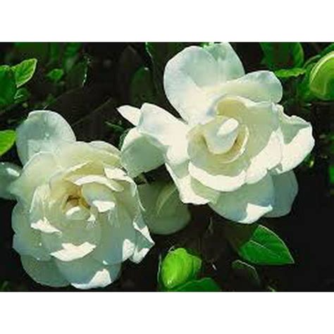 Frost Proof Gardenia 2 Gallon Potted Fragrant Evergreen Shrub With