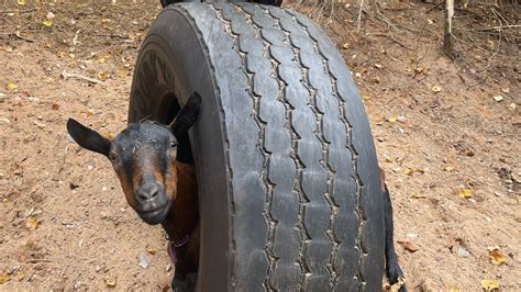 Diy Goat Playground Idea Burying A Scrap Tire Before The Storm Youtube