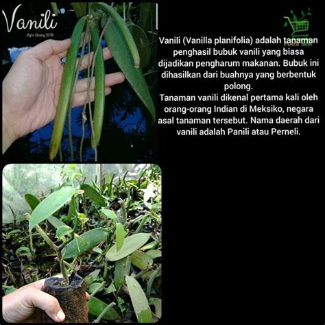 Jual Tanaman Buah Vanili Bibit Pohon Vanilli Rambat Shopee Indonesia