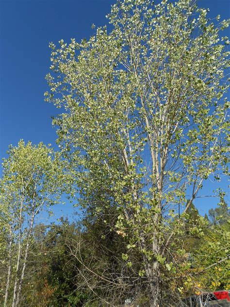 Cottonwood Tree Young at Loren Bona blog