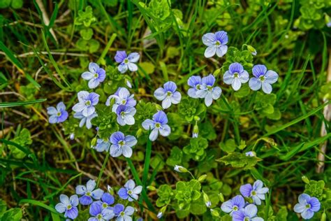 15 Weeds With Blue Flowers 🔍️ [blue Weed Identification Guide ]