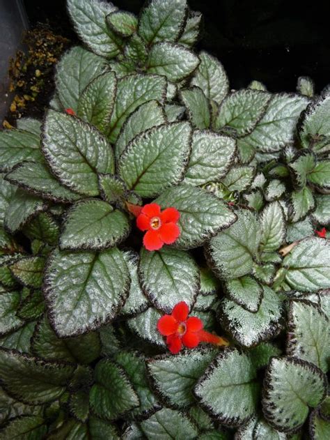 Эписция (130 фото цветка): инструкция по уходу в домашних условиях ...