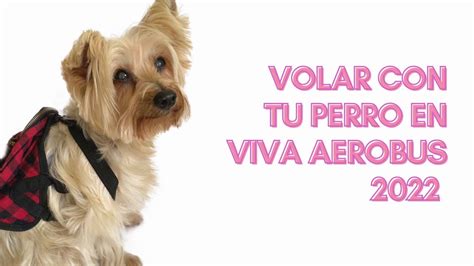 Cómo viajar con mi perro en Viva Aerobus 2022 Tips para viajar con tu