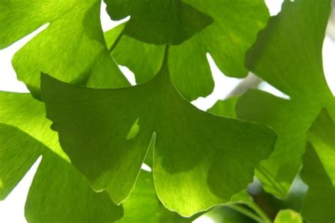 Саженцы Гинкго билоба