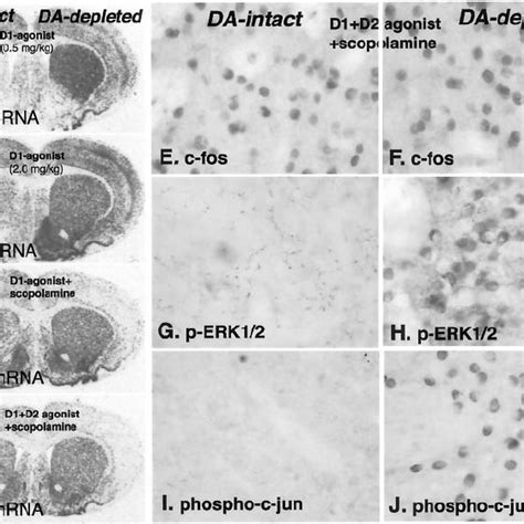 Effect of D2 dopamine receptor agonist and antagonist treat- ment on ...