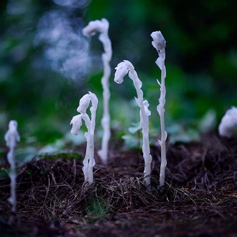 Why did Ailao Mountain suddenly become so popular? | Human Geography