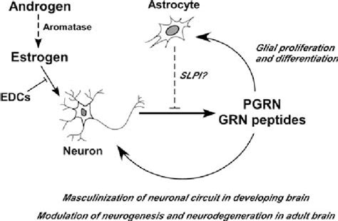 Pdf Roles Of Progranulin In Sexual Differentiation Of The Developing