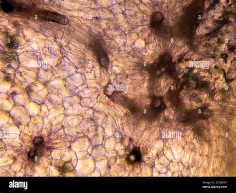 Microscopic View Carrot Root Cells Cross Section Optical Compound