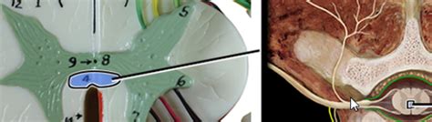 Spinal Anatomy Flashcards | Quizlet